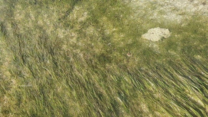 Shoalweed photo 8