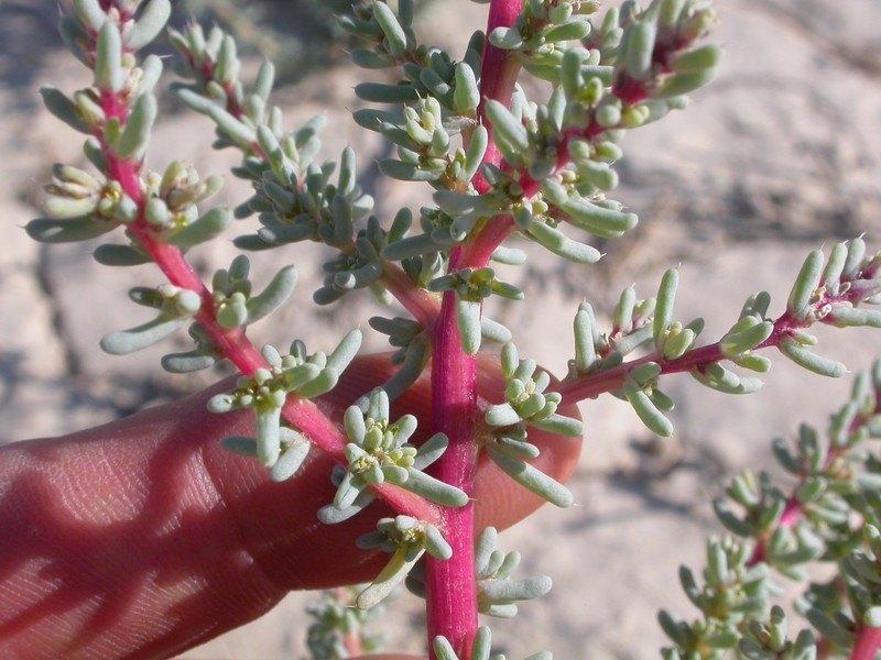 Saltlover photo 2