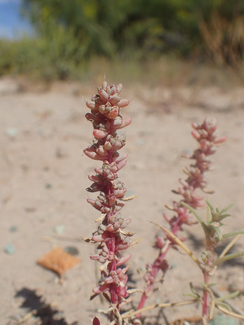 Saltlover photo 7