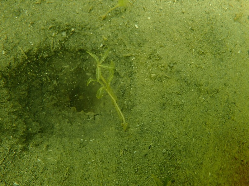 Florida Keys Seagrass