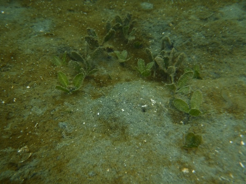 Florida Keys Seagrass photo 2