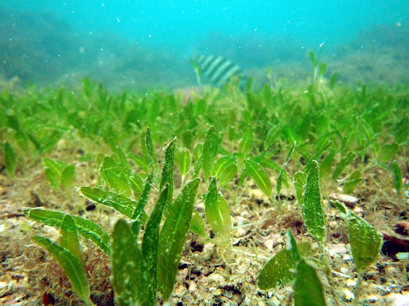 Caribbean Seagrass