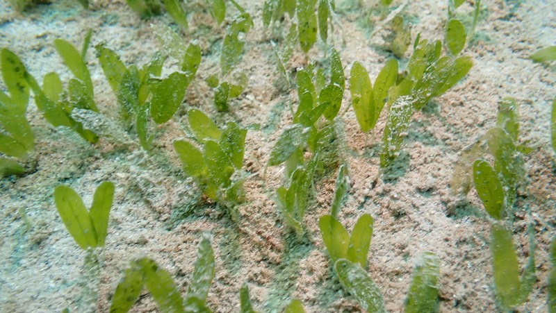 Caribbean Seagrass photo 2