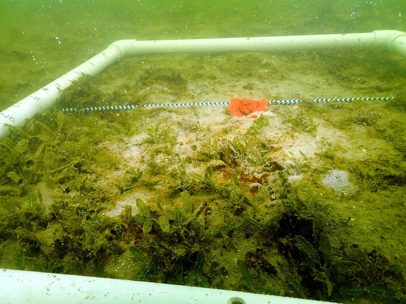 Caribbean Seagrass photo 3