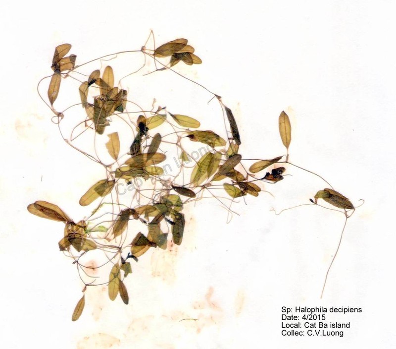 Caribbean Seagrass photo 4