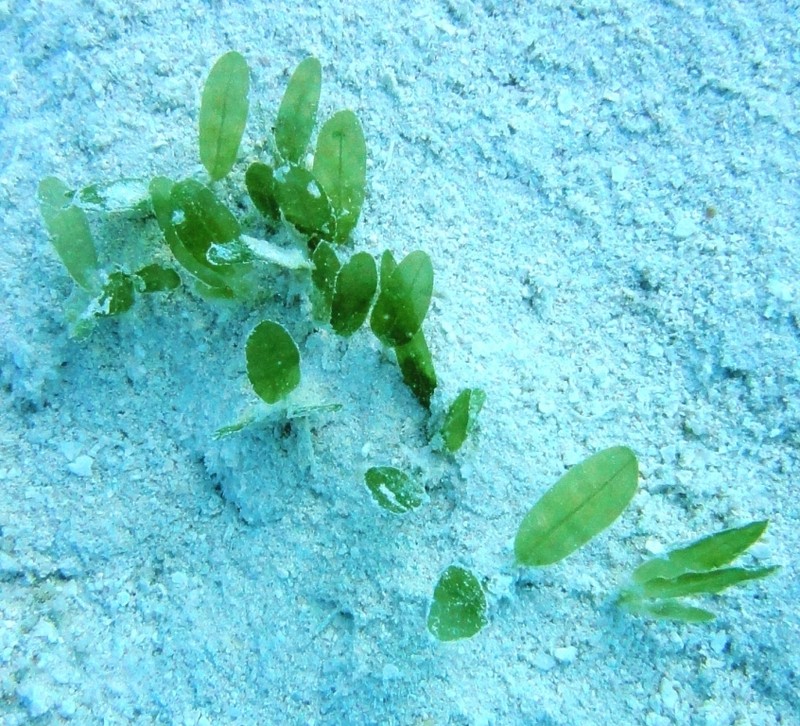 Caribbean Seagrass photo 5