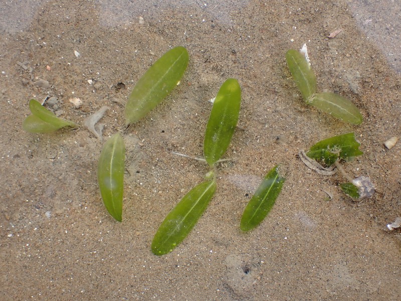 Caribbean Seagrass photo 6