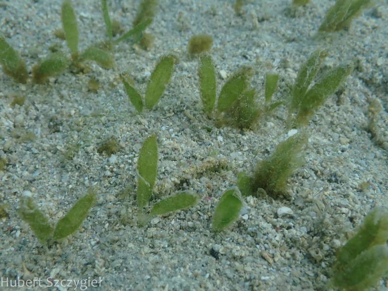 Caribbean Seagrass photo 8