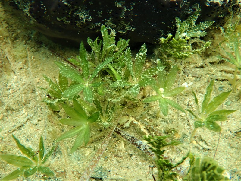 Engelmann's Seagrass