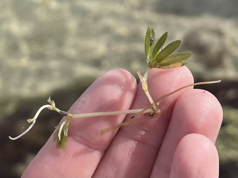 Engelmann's Seagrass