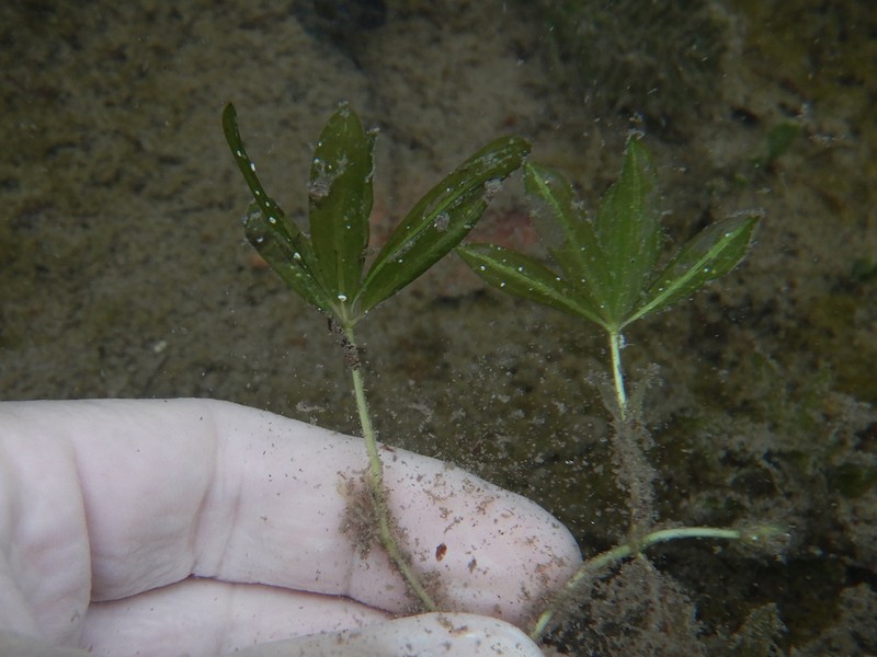 Engelmann's Seagrass photo 2