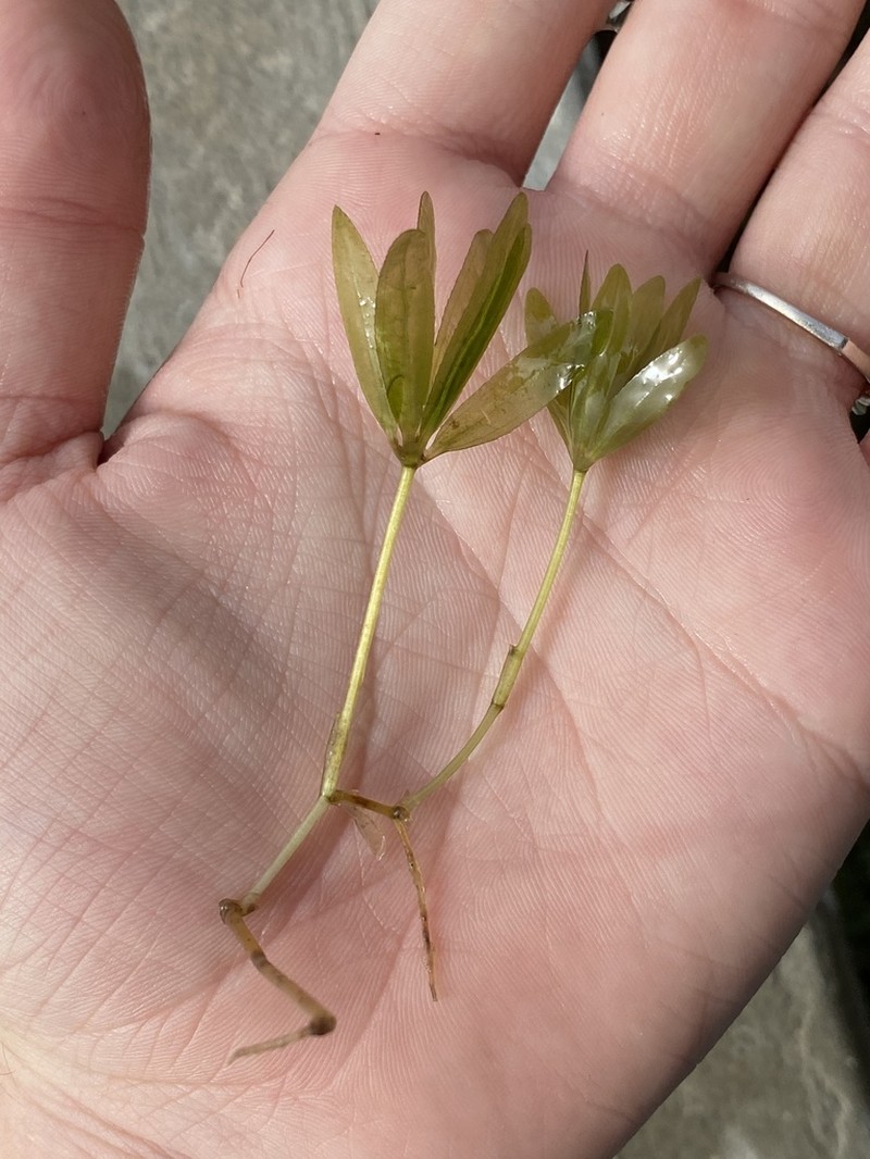 Engelmann's Seagrass photo 3