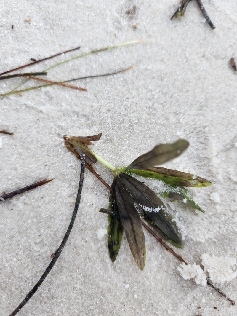 Engelmann's Seagrass photo 4