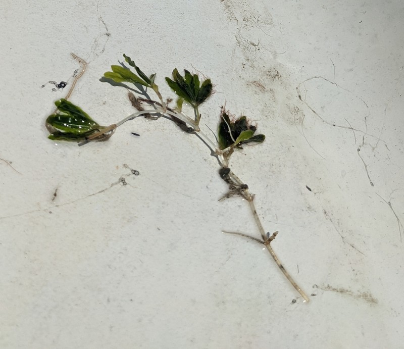 Engelmann's Seagrass photo 5