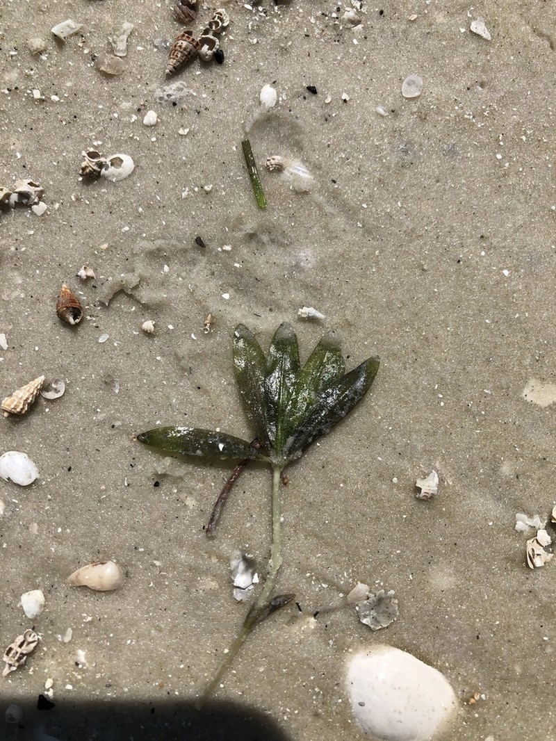 Engelmann's Seagrass photo 6