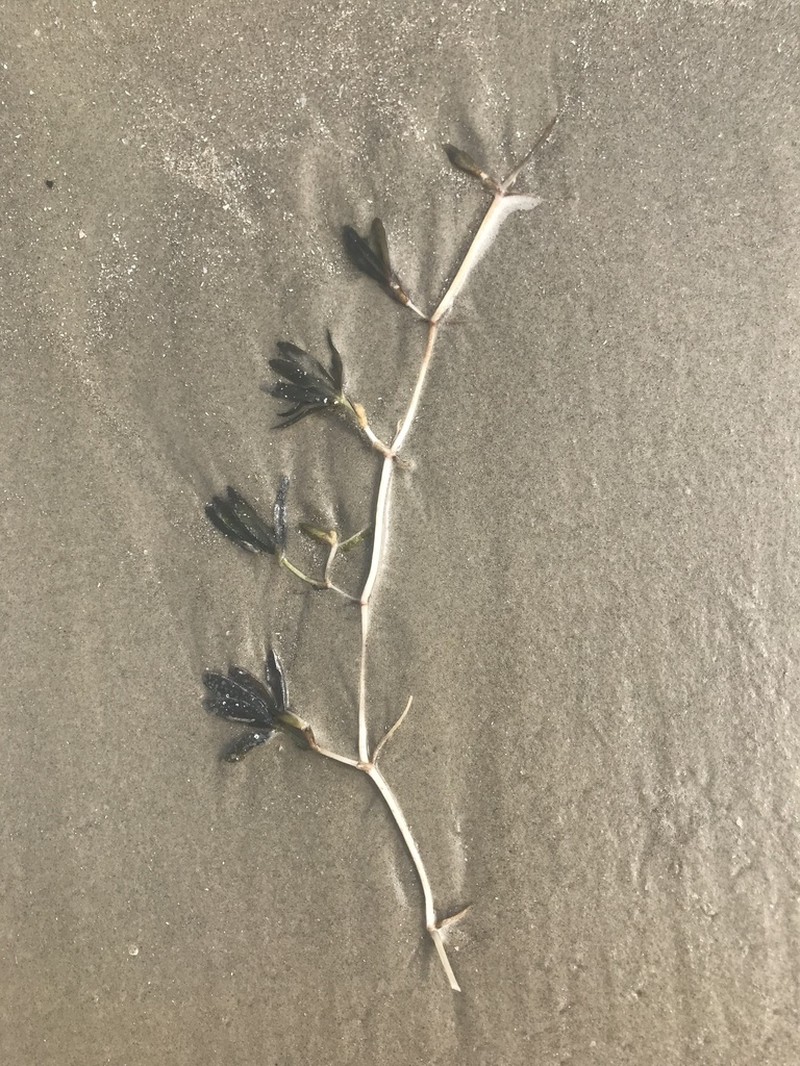 Engelmann's Seagrass photo 7