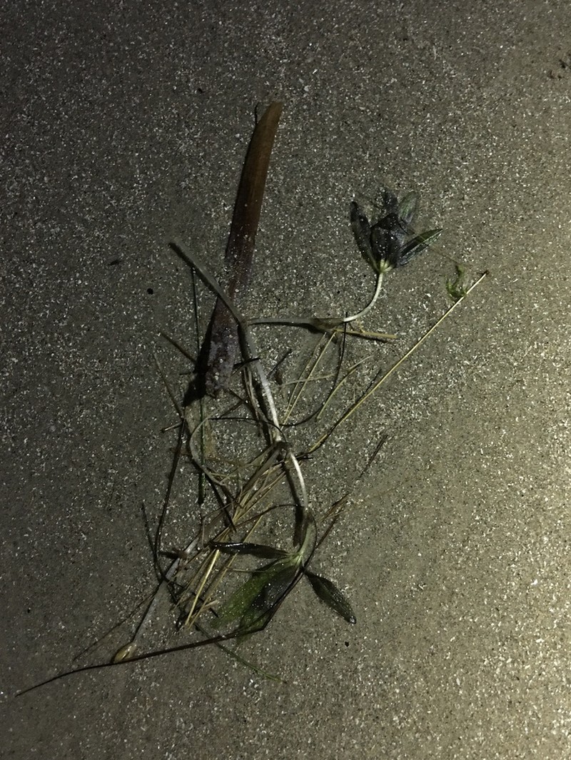 Engelmann's Seagrass photo 8