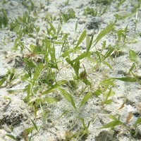 Hawai'I Seagrass