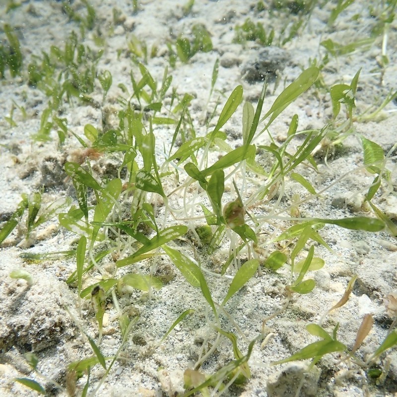 Hawai'I Seagrass