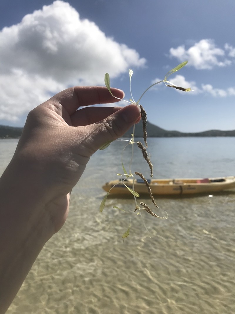 Hawai'I Seagrass photo 2