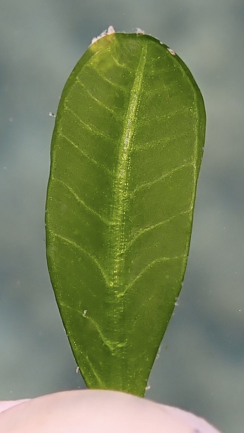 Hawai'I Seagrass photo 3
