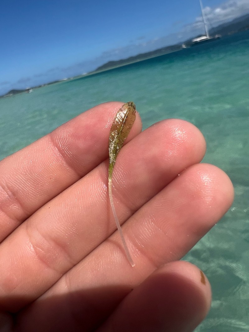 Hawai'I Seagrass photo 4