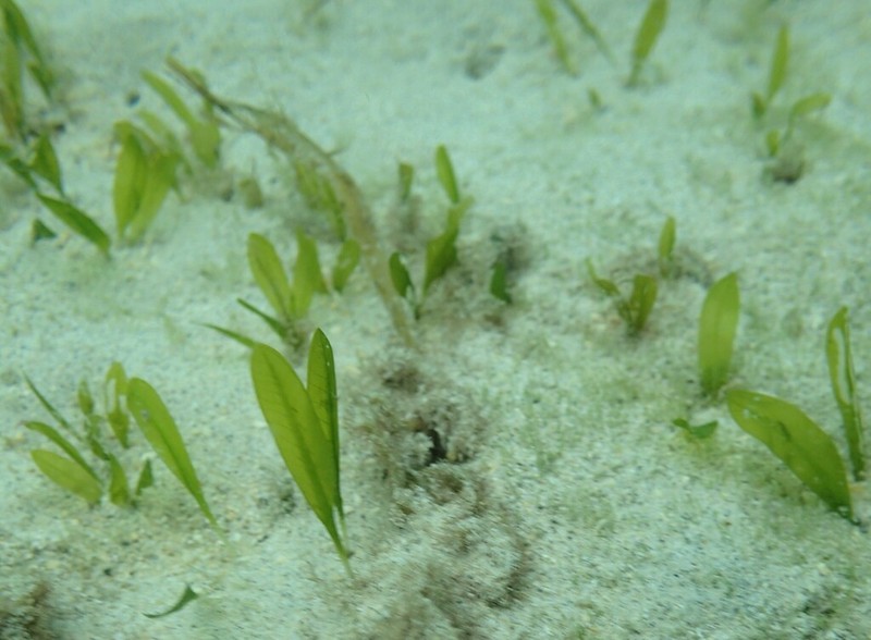 Hawai'I Seagrass photo 5