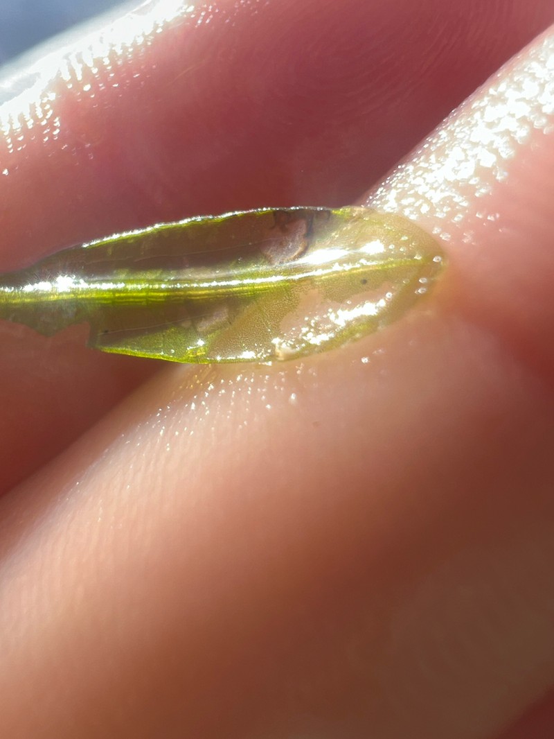 Hawai'I Seagrass photo 6