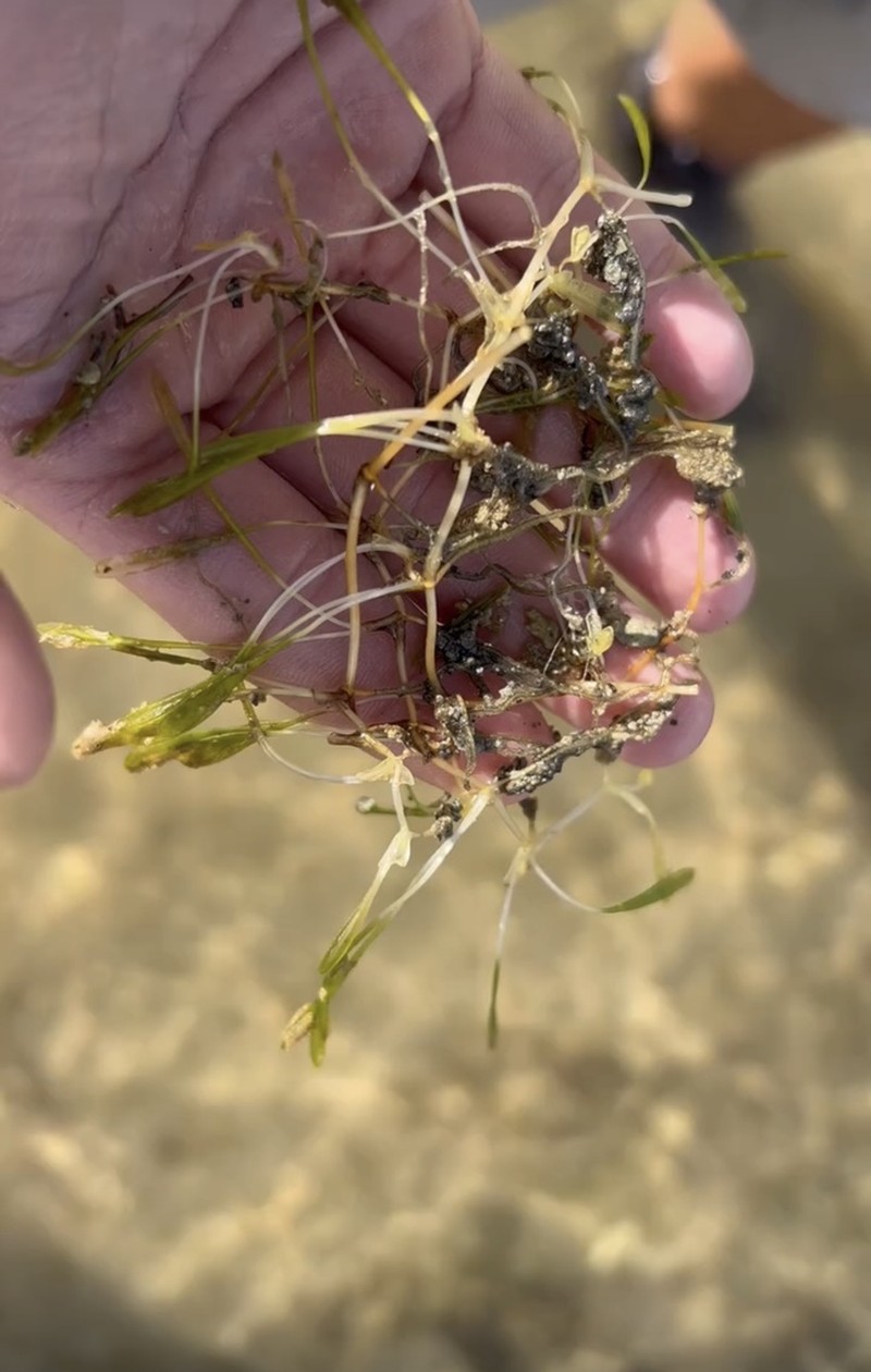 Hawai'I Seagrass photo 7