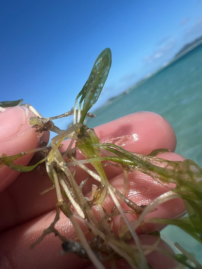 Hawai'I Seagrass photo 8