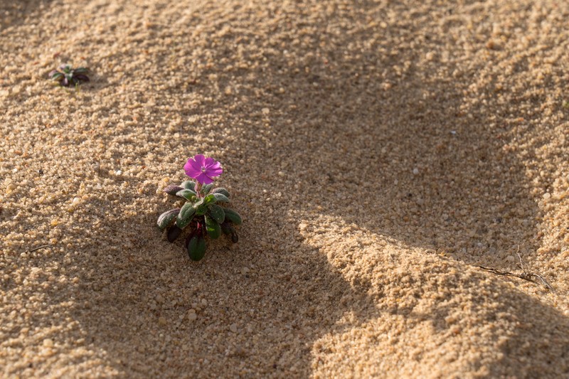 Seagrass photo 8