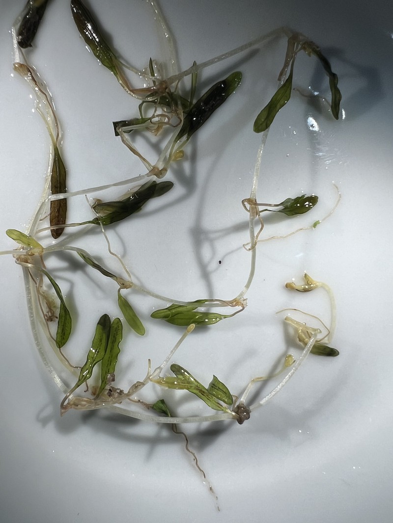 Johnson's Seagrass