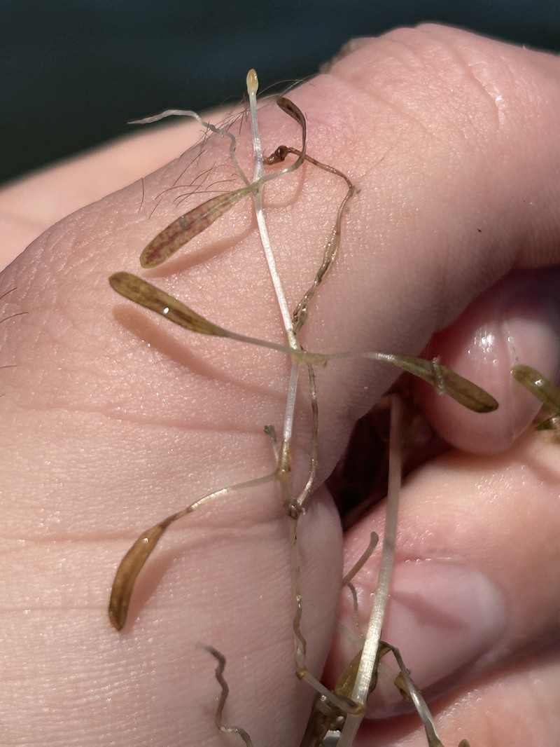 Johnson's Seagrass photo 2