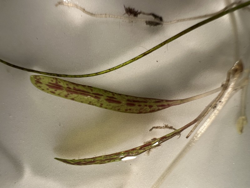 Johnson's Seagrass photo 3