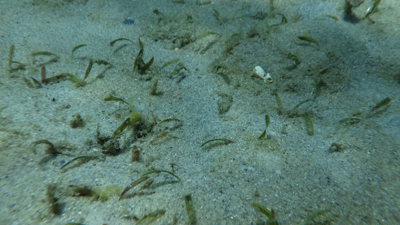 Johnson's Seagrass photo 4