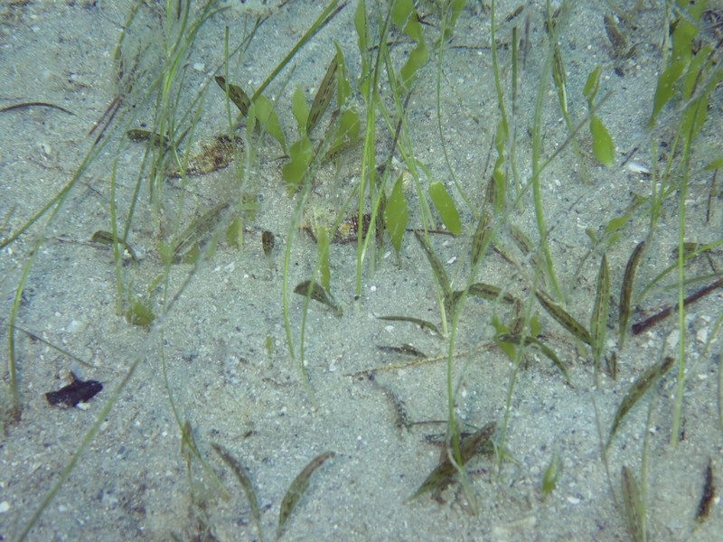 Johnson's Seagrass photo 5
