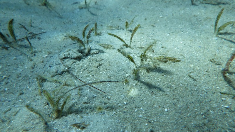 Johnson's Seagrass photo 6