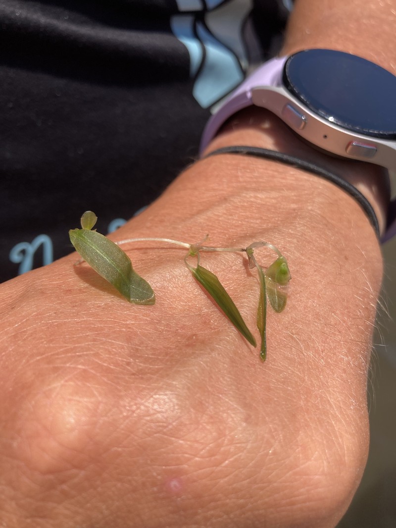 Johnson's Seagrass photo 7