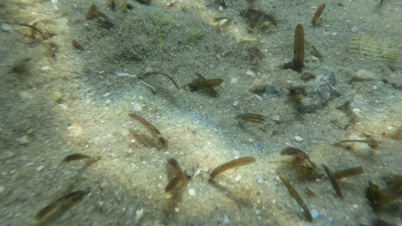 Johnson's Seagrass photo 8