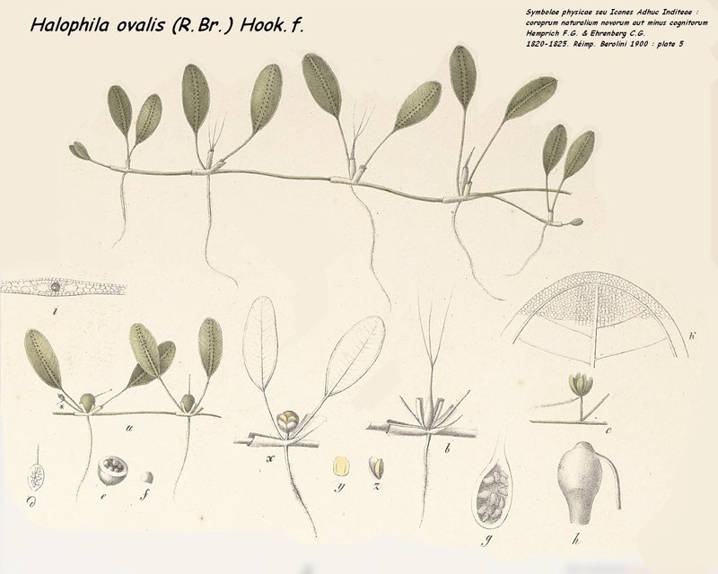 Seagrass