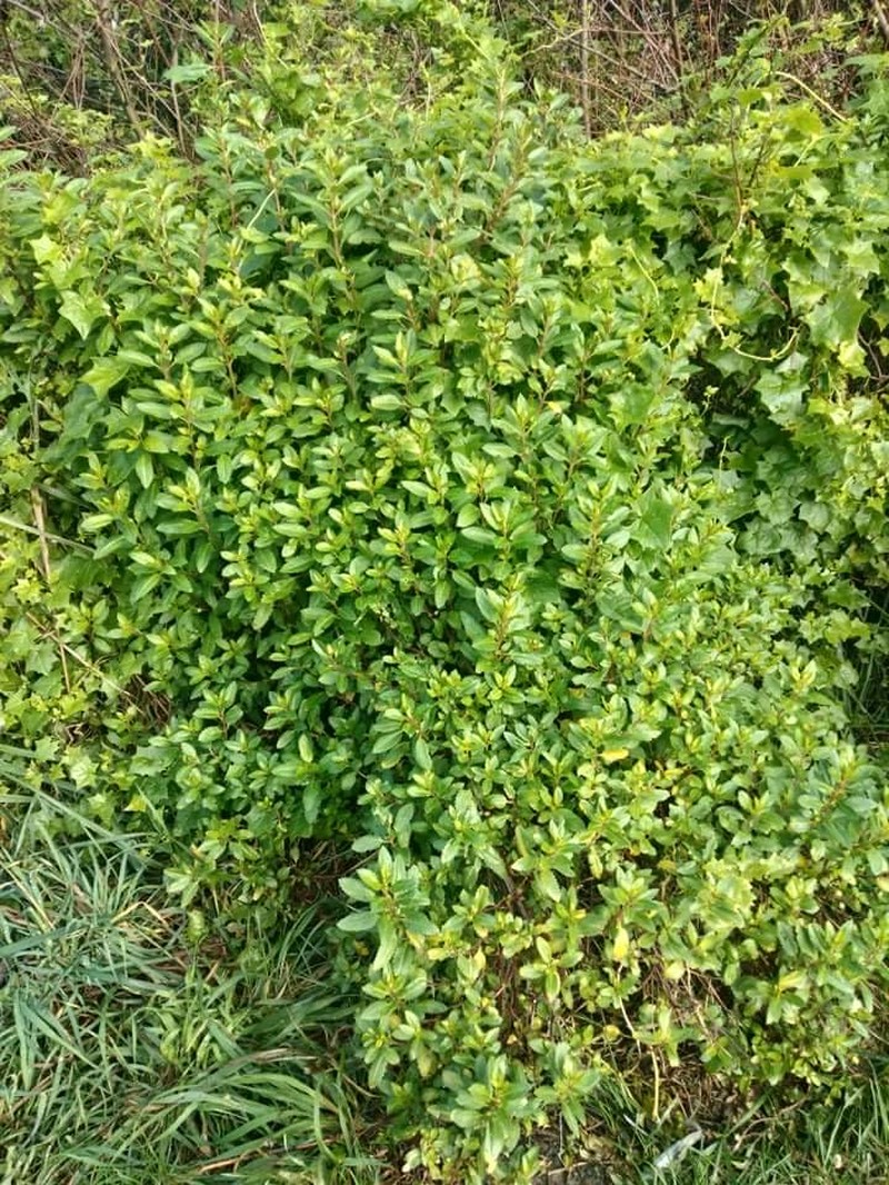 Erect Seaberry photo 4