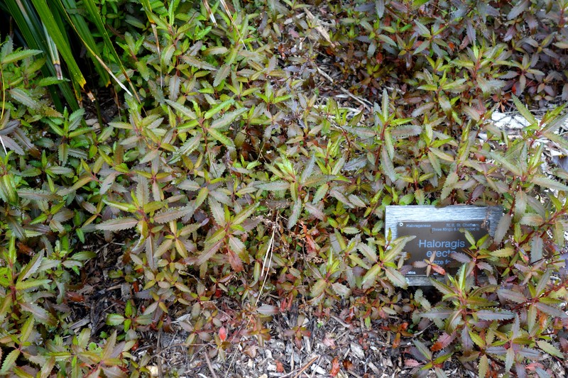 Erect Seaberry photo 5