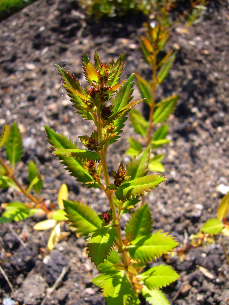 Erect Seaberry photo 6