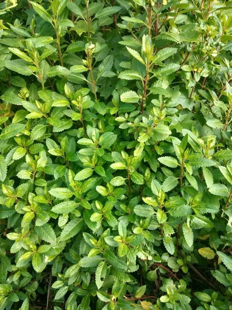 Erect Seaberry photo 7