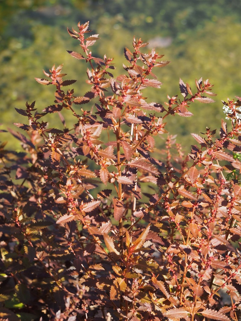 Erect Seaberry photo 2