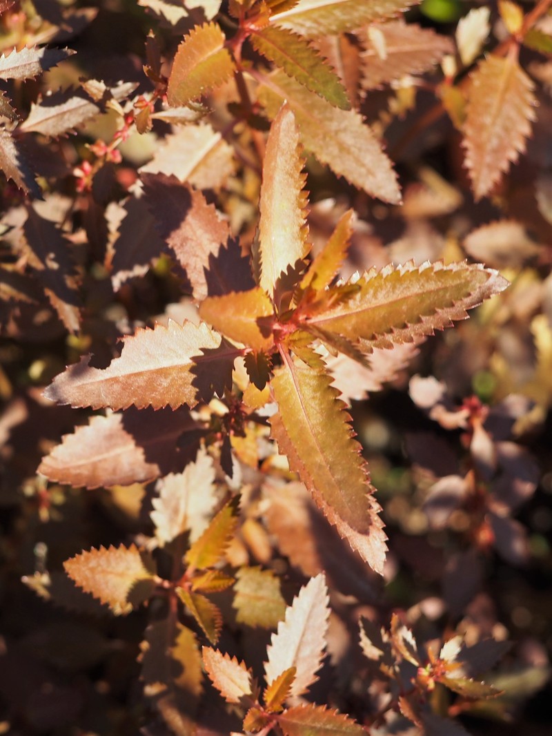 Erect Seaberry photo 3