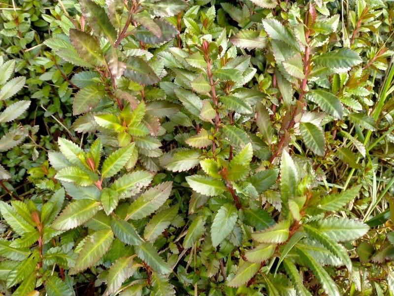 Erect Seaberry