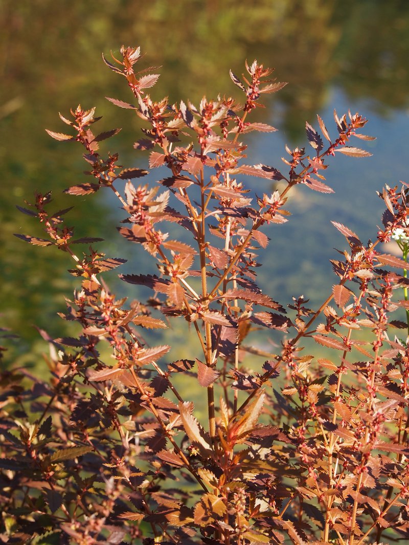 Erect Seaberry photo 8