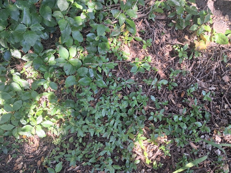 Haloragis erecta subsp. erecta