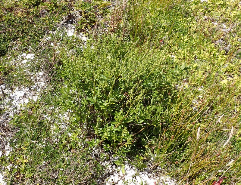 Haloragis erecta subsp. erecta photo 2